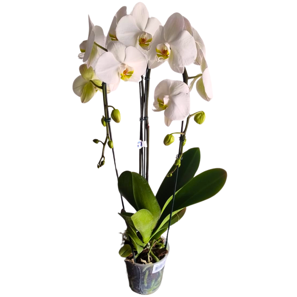 Orqudeas  Phalaenopsis Branca