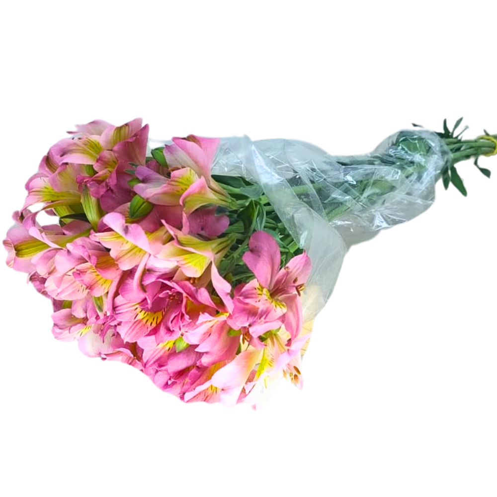 Astromlias Rosa 5 Hastes