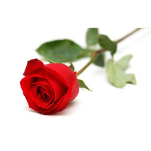 Rosa Unidade